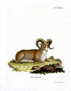 Argali