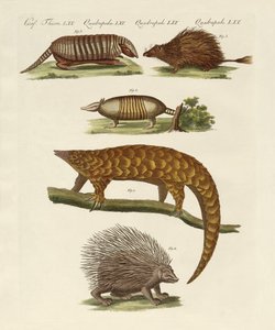 Animali corazzati e spinosi