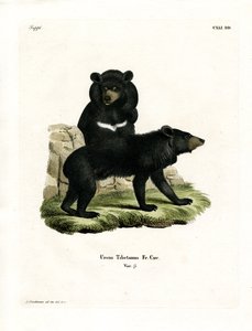 Orso nero asiatico da German School