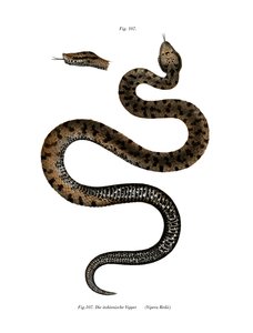 Vipera aspide da German School