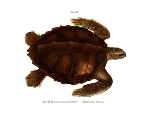 Tartaruga di Ridley dell