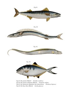 Sgombro Atlantico
