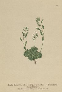 Draba austriaca (Draba dubia, Draba frigida)