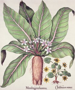 Mandragora autunnale, da Hortus Eystettensis di Basil Besler, pub. 1613