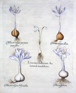 Bucaneve autunnale e colchici, da Hortus Eystettensis, di Basil Besler, pub. 1613 da German School