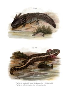 Axolotl da German School