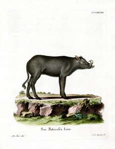 Babirussa da German School