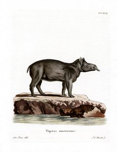Tapir di Baird da German School
