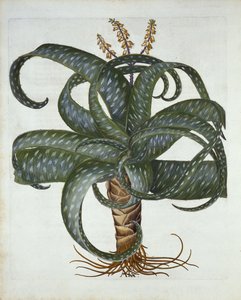 Aloe delle Barbados, da Hortus Eystettensis, di Basil Besler, pub. 1613