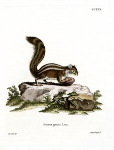 Scoiattolo di terra della Barberia da German School