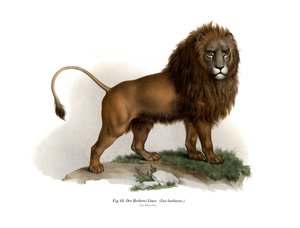 Leone berbero, 1860