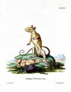 Opossum lanoso dalla coda nuda da German School