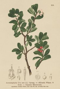 Uva ursina (Arctostaphylos Uva ursi, Arctostaphylos officinalis)