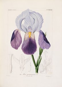 Iris barbuto, inciso da Ch. Schnorr da German School