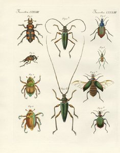 Bellissimi coleotteri