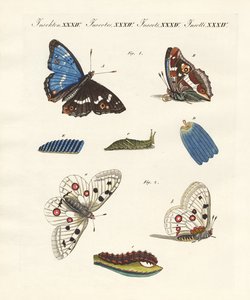Belle farfalle da German School