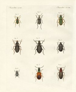 Bei coleotteri tedeschi