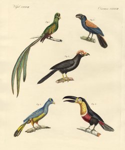 Bellissimi e nuovi uccelli rampicanti