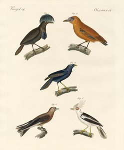 Uccelli belli