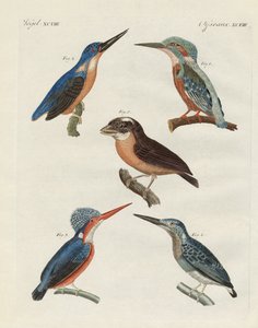 Uccelli belli da German School
