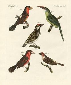 Belli uccelli rampicanti