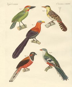 Bellissimi uccelli esotici da German School