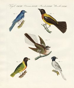 Bei uccelli stranieri da German School