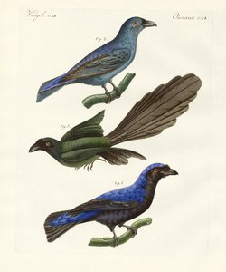 Uccelli esotici belli da German School