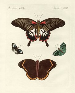 Belle farfalle straniere (incisione colorata) da German School