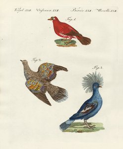 Piccioni belli e stranieri da German School