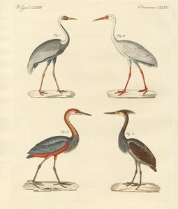 Bellissimi uccelli di palude