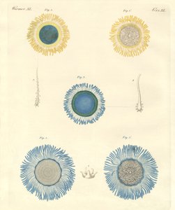 Bellissime meduse da German School