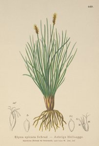 Kobresia myosuroides da German School