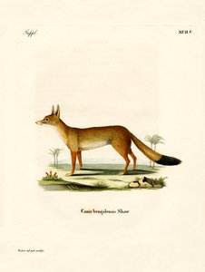Volpe del Bengala da German School