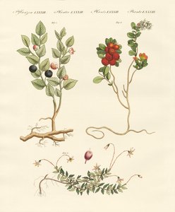 Cespugli di bacche