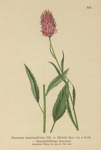 Raponzolo a foglie di betonica (Phyteuma betonicaefolium) da German School