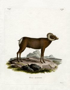 Pecora bighorn
