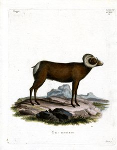 Pecora bighorn