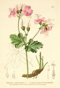 Geranio macrorrizo (Geranium macrorrhizum) da German School