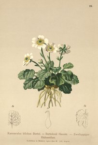 Ranuncolo bilobo (Ranunculus bilobus, Ranunculus bertolonii) da German School