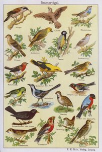 Uccelli (litografia a colori) da German School