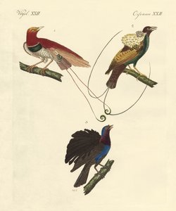 Uccelli del paradiso da German School