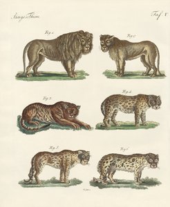 Animali mordaci da German School