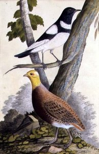 Tordo dal collare nero (Turdus ruficollis) e pernice (Perdix perdix), c.1740 da German School