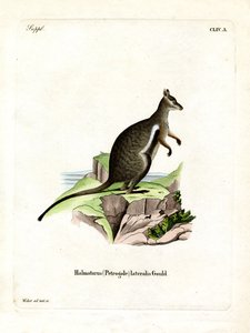 Wallaby delle Rocce Piedi Neri