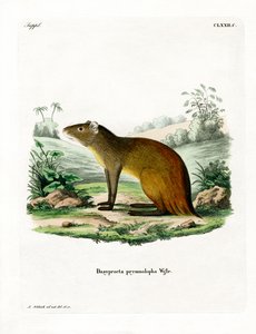Agouti dal Groppone Nero da German School