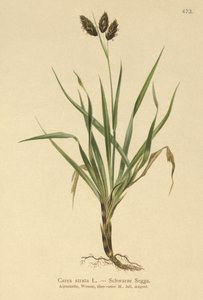 Carex atrata da German School