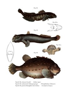 Ghiozzo nero