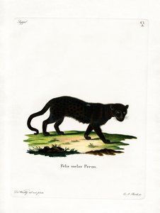 Leopardo nero