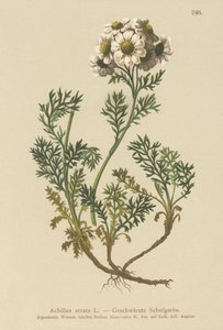Achillea nera da German School